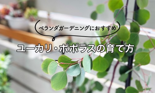 药用蝎子有毒吗-权威药用蝎子是哪一种平台,分享专业药用蝎子是哪一种知识_药用蝎子有毒吗网